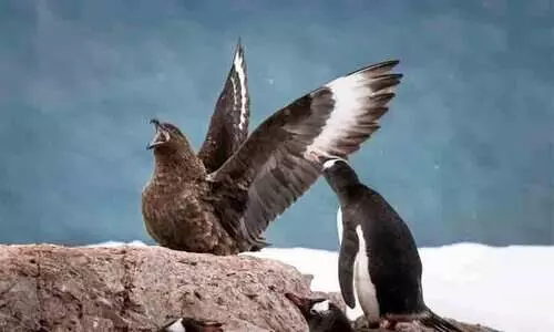 അന്റാർട്ടിക്കയിൽ പക്ഷിപ്പനി സ്ഥിരീകരിച്ചു