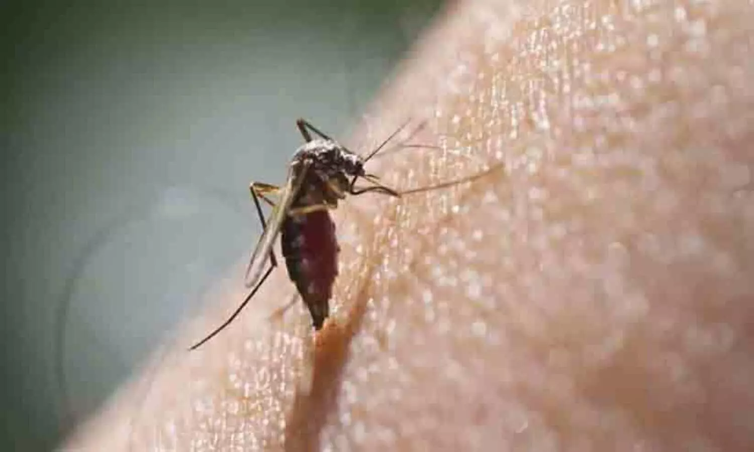 Zika Virus Found In Mosquito Near Bengaluru