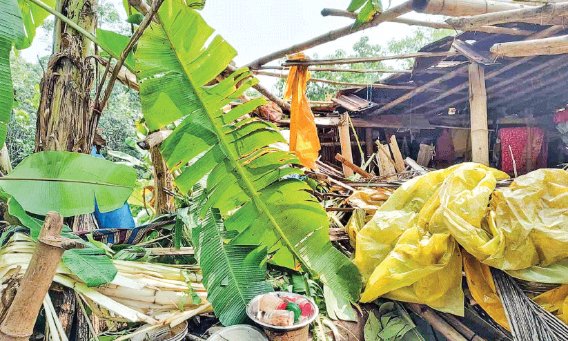 wild elephant attack wild elephant attack