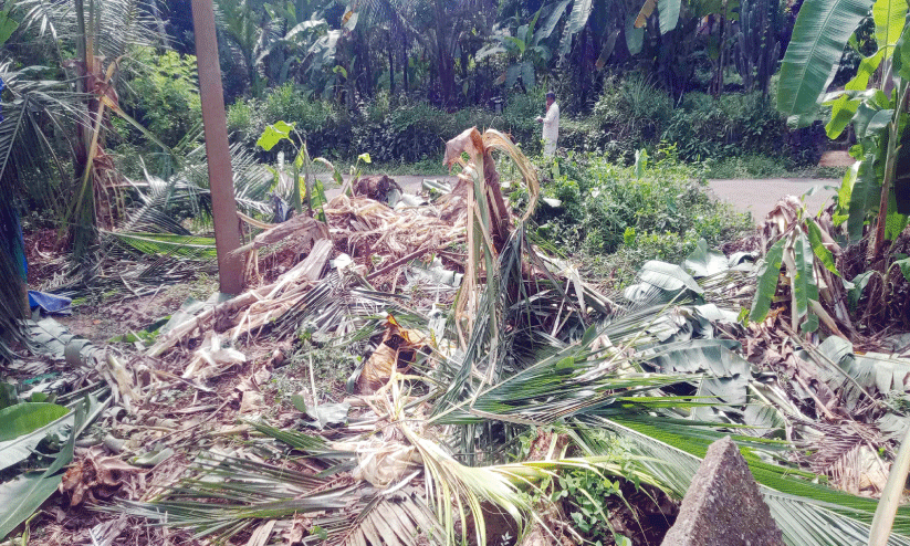 വീണ്ടും കാട്ടാനയിറങ്ങി; പേരട്ട–തൊട്ടിപ്പാലത്ത്    വ്യാപക കൃഷിനാശം