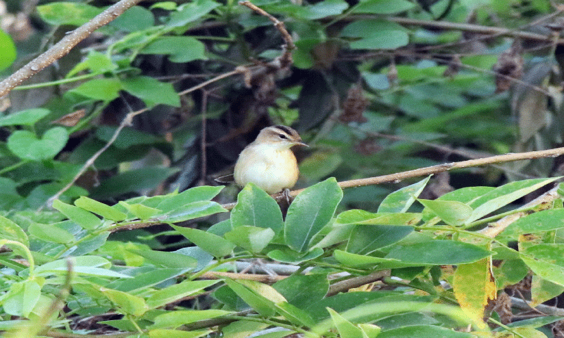 കാട്ടാമ്പള്ളിയിൽനിന്ന് കേരളത്തിലെ 553ാമത്തെ പക്ഷിയെ കണ്ടെത്തി
