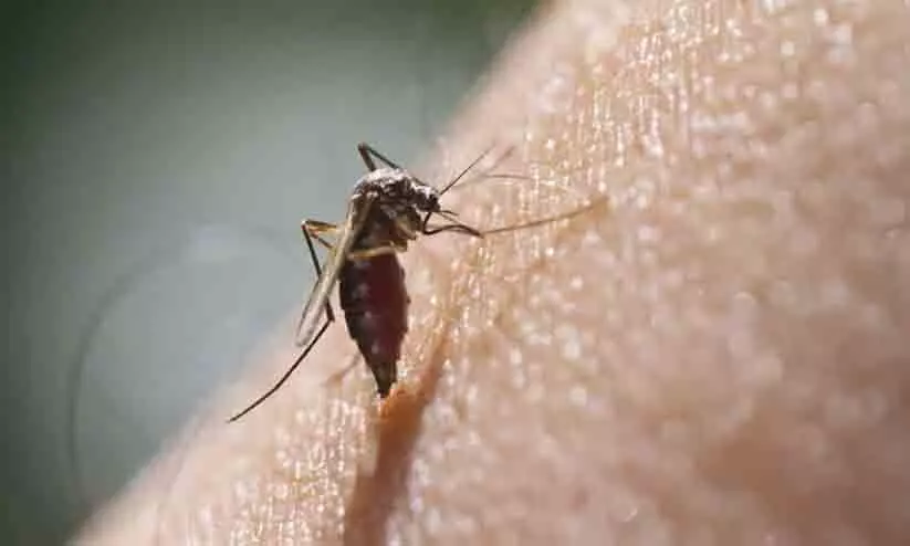 Zika Virus Found In Mosquito Near Bengaluru