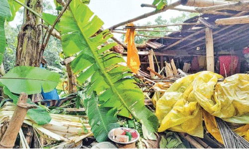 wild elephant attack wild elephant attack