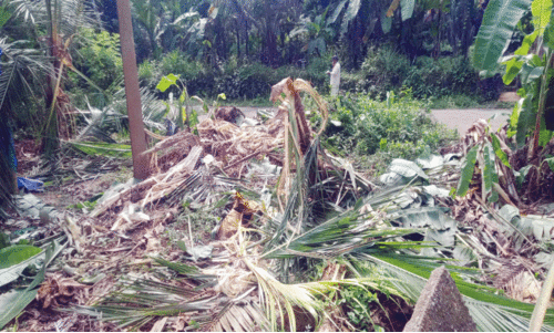 വീണ്ടും കാട്ടാനയിറങ്ങി; പേരട്ട–തൊട്ടിപ്പാലത്ത്    വ്യാപക കൃഷിനാശം