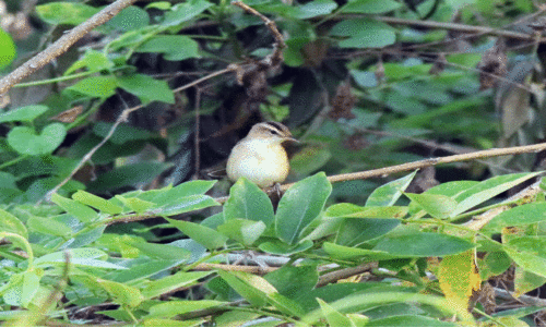 കാട്ടാമ്പള്ളിയിൽനിന്ന് കേരളത്തിലെ 553ാമത്തെ പക്ഷിയെ കണ്ടെത്തി