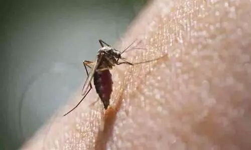 Zika Virus Found In Mosquito Near Bengaluru