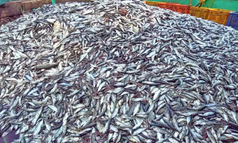 Illegal Fishing In Kasaragod