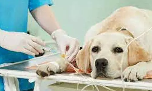 മൃഗാശുപത്രിയിൽ ചെലവഴിച്ച തുകക്ക് രേഖയില്ല; നഗരസഭയിൽ വിവാദം കത്തുന്നു