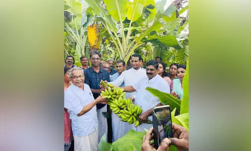 സെ​ന്റ് തോ​മ​സ് പ​ള്ളി​യ​ങ്ക​ണ​ത്തി​ൽ വി​ള​യി​ച്ചു, ക​ണ്ണ​ന് നി​വേ​ദി​ക്കാ​നു​ള്ള ക​ദ​ളി​ക്കു​ല