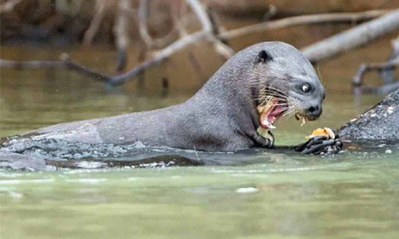 കോട്ടക്കുഴിയിൽ നീർനായ് ആക്രമണം; രണ്ട് അന്തർ സംസ്ഥാന തൊഴിലാളികൾക്ക് കടിയേറ്റു കോട്ടക്കുഴിയിൽ നീർനായ് ആക്രമണം; രണ്ട് അന്തർ സംസ്ഥാന തൊഴിലാളികൾക്ക് കടിയേറ്റു