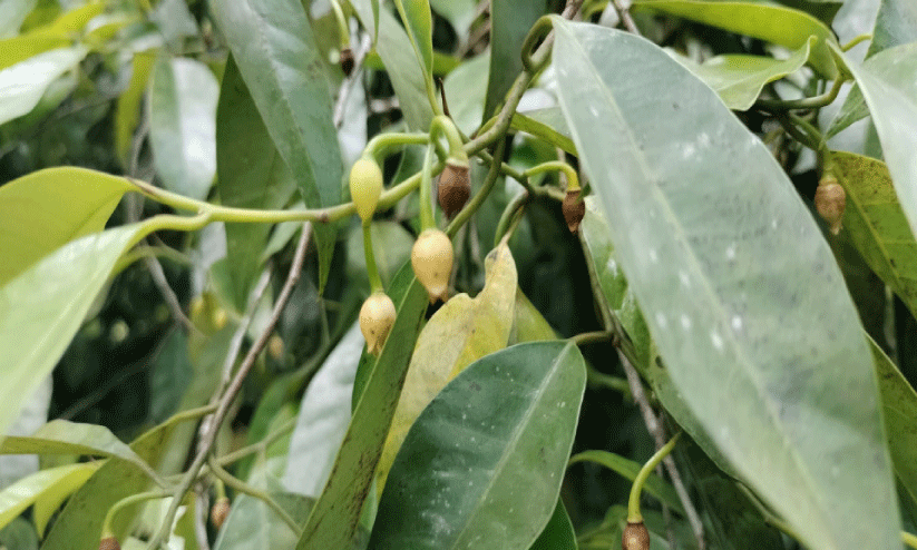 മഴക്കുറവ്; ജാതി കർഷകർ പ്രതിസന്ധിയിൽ