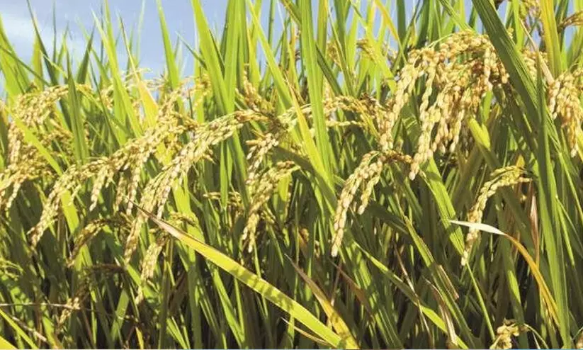 നെല്ലുവില: പാലക്കാട് ജില്ലയിൽ തുക ലഭിക്കാനുള്ളത് 20,000 കർഷകർക്ക്