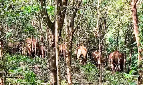 ആന, കടുവ, പുലി, പന്നി  എല്ലാരും നാട്ടിലുണ്ട്