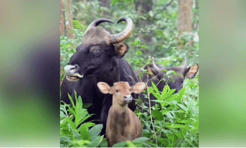 ജനവാസ മേഖലയിൽ ഇറങ്ങിയ കാട്ടുപോത്തുകൾ