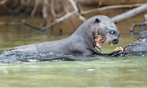 കോട്ടക്കുഴിയിൽ നീർനായ് ആക്രമണം; രണ്ട് അന്തർ സംസ്ഥാന തൊഴിലാളികൾക്ക് കടിയേറ്റു