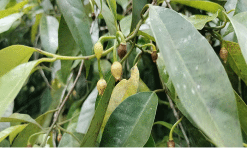 മഴക്കുറവ്; ജാതി കർഷകർ പ്രതിസന്ധിയിൽ