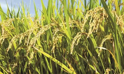 നെല്ലുവില: പാലക്കാട് ജില്ലയിൽ തുക ലഭിക്കാനുള്ളത് 20,000 കർഷകർക്ക്