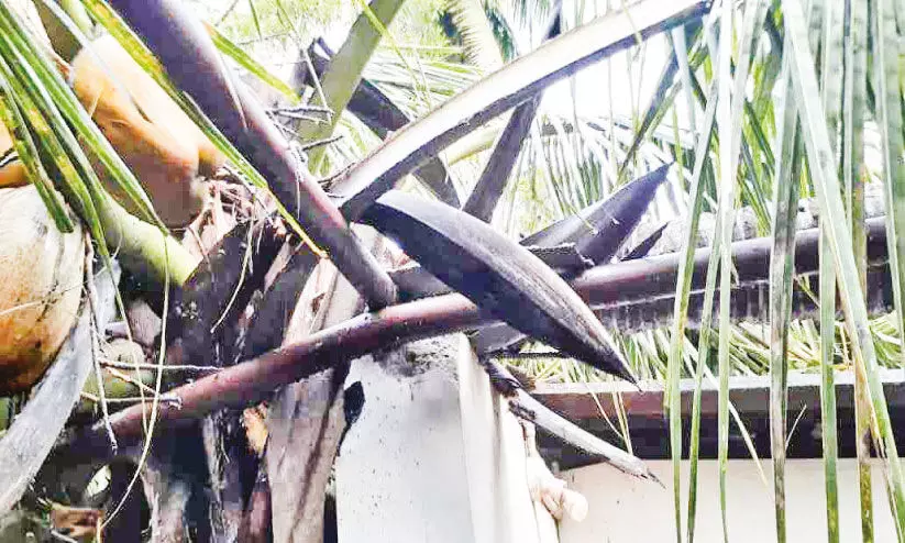 മഴയിലും മിന്നലിലും വ്യാപക നാശം മഴയിലും മിന്നലിലും വ്യാപക നാശം