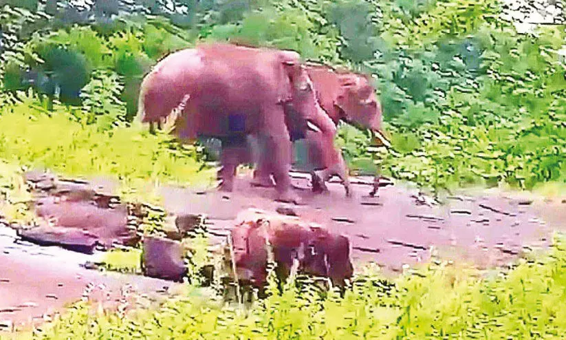 തേക്കിൻചിറയിൽ വ്യാപക നാശം വിതച്ച് കാട്ടാനക്കൂട്ടം തേക്കിൻചിറയിൽ വ്യാപക നാശം വിതച്ച് കാട്ടാനക്കൂട്ടം