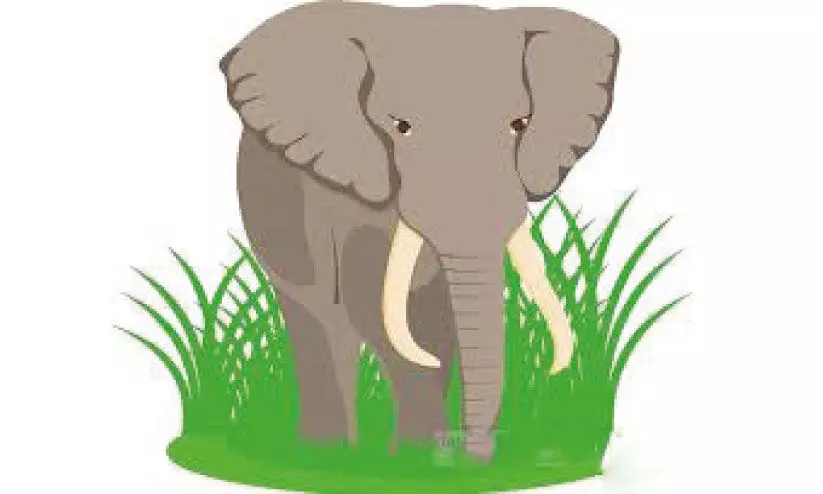 ആ​ന​ശ​ല്യം; പൊ​റു​തി​മു​ട്ടി മ​ല​മ്പു​ഴ​യി​ലെ മ​ത്സ്യ​ത്തൊ​ഴി​ലാ​ളി​ക​ൾ