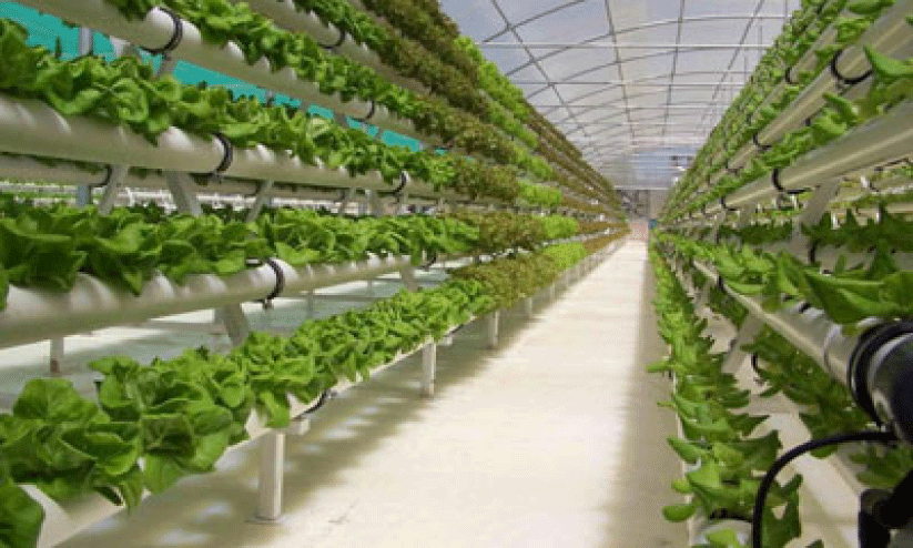 ബ​ഹ്​​റൈ​നി​ൽ അ​ഞ്ച്​ സ​ർ​ക്കാ​ർ ഫാ​മു​ക​ൾ; പു​തി​യ​വ ആ​വ​ശ്യ​മി​ല്ലെ​ന്ന്​ മ​ന്ത്രാ​ല​യം