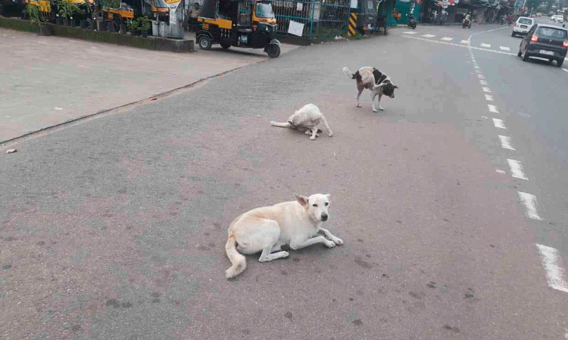 പഴയങ്ങാടിയിൽ തെരുവുനായ് ശല്യം രൂക്ഷം