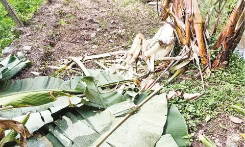 ആ​ന​മ​റി​യി​ൽ കാ​ട്ടാ​ന ശല്യം; വ‍്യാ​പ​ക കൃ​ഷി​നാ​ശം