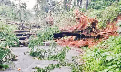 നെ​ല്ലി​യാ​മ്പ​തി ചു​രം റോ​ഡി​ൽ മ​രം വീ​ണ് ഗ​താ​ഗ​തം മു​ട​ങ്ങി