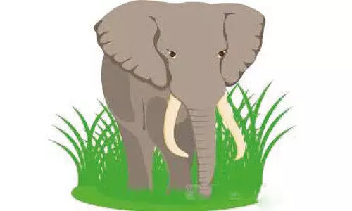 ആ​ന​ശ​ല്യം; പൊ​റു​തി​മു​ട്ടി മ​ല​മ്പു​ഴ​യി​ലെ മ​ത്സ്യ​ത്തൊ​ഴി​ലാ​ളി​ക​ൾ