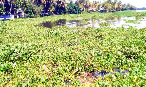 വേമ്പനാട്ടുകായലിൽ പോളപ്പായൽ നിറഞ്ഞു; ഗതിമുട്ടി മത്സ്യത്തൊഴിലാളികൾ