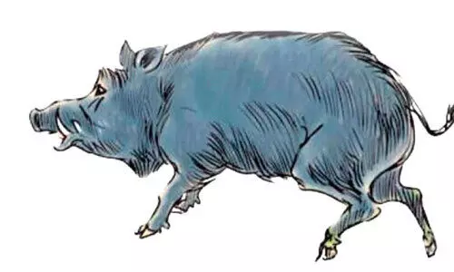 പന്നികളെ ജനവാസമേഖലയിൽ ഇറക്കിവിട്ട സംഭവം; പമ്പ റേഞ്ച് ഓഫിസിലേക്ക് ധർണയുമായി നാട്ടുകാർ