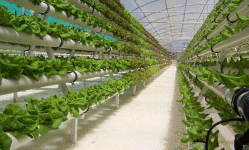 ബഹ്റൈനിൽ അഞ്ച് സർക്കാർ ഫാമുകൾ; പുതിയവ ആവശ്യമില്ലെന്ന് മന്ത്രാലയം ബഹ്റൈനിൽ അഞ്ച് സർക്കാർ ഫാമുകൾ; പുതിയവ ആവശ്യമില്ലെന്ന് മന്ത്രാലയം