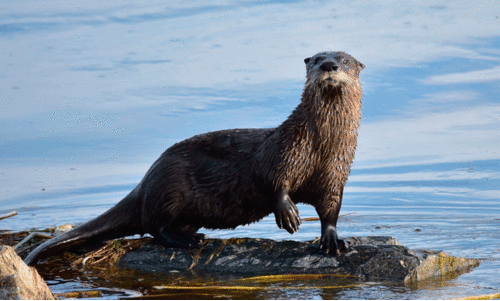 otters