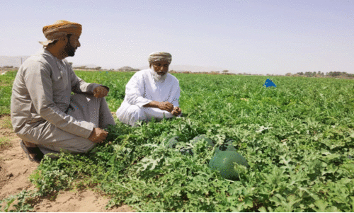 ക​ാലാ​വ​സ്ഥ ച​തി​ച്ചു; ഒ​മാ​ൻ പ​ച്ച​ക്ക​റി​ക​ൾ വി​പ​ണി​യി​ലെ​ത്താ​ൻ വൈ​കും