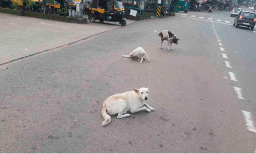 പഴയങ്ങാടിയിൽ തെരുവുനായ് ശല്യം രൂക്ഷം