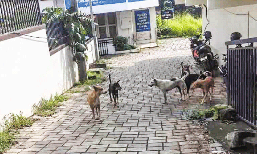 stray dogs stray dogs