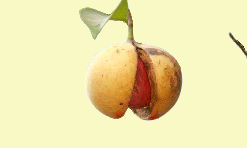 ജാതിക്ക എടുക്കാനാളില്ല;  കർഷകർ ദുരിതത്തിൽ