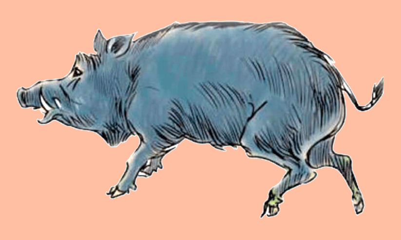 കാട്ടുപന്നി; വെടിപൊട്ടിക്കാതെ തദ്ദേശ സ്ഥാപനങ്ങൾ കാട്ടുപന്നി; വെടിപൊട്ടിക്കാതെ തദ്ദേശ സ്ഥാപനങ്ങൾ