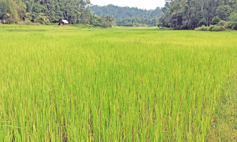 ചെ​റി​യ​മ​ല പാ​ട​ശേ​ഖ​രം
