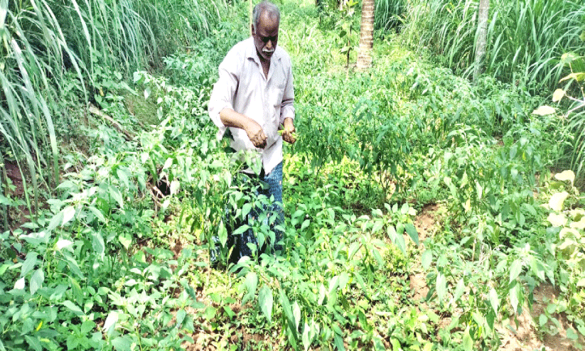 പ​ച്ച​മു​ള​ക് കൃ​ഷി​യി​ട​ത്തി​ൽ വ​ർ​ഗീ​സ്