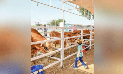 ബ​ഹ്‌​റൈ​ൻ ആ​നി​മ​ൽ പ്രൊ​ഡ​ക്ഷ​ൻ ഷോ