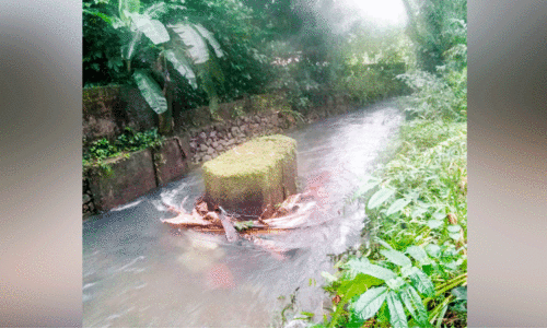 തോടിന്റെ സംരക്ഷണഭിത്തി തകർന്നു തോടിന്റെ സംരക്ഷണഭിത്തി തകർന്നു