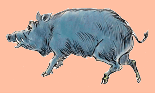 കാട്ടുപന്നി; വെടിപൊട്ടിക്കാതെ  തദ്ദേശ സ്ഥാപനങ്ങൾ