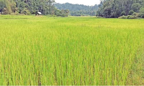 ചെ​റി​യ​മ​ല പാ​ട​ശേ​ഖ​രം