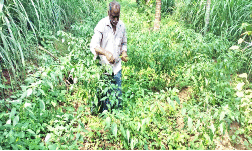 പ​ച്ച​മു​ള​ക് കൃ​ഷി​യി​ട​ത്തി​ൽ വ​ർ​ഗീ​സ്