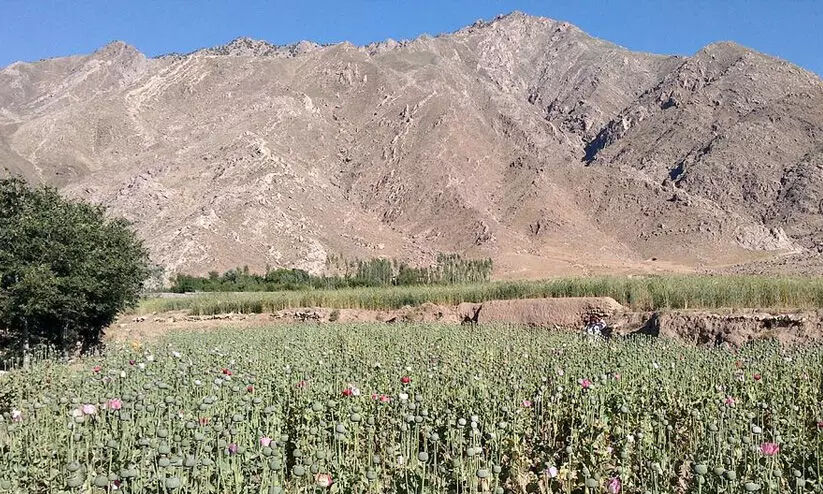 afghan opium 89798