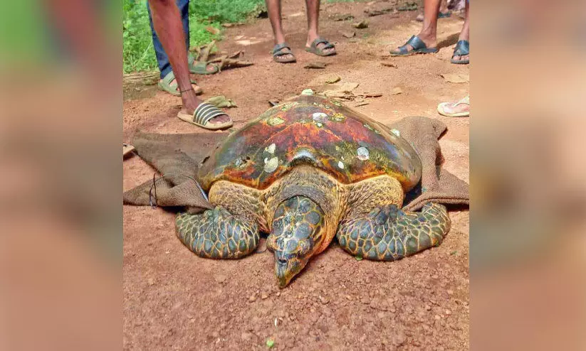 giant tortoise giant tortoise