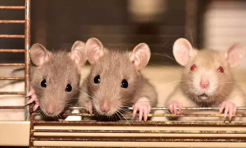 60 ബോട്ടിൽ മദ്യം കുടിച്ച് എലികൾ; അറസ്റ്റ് ചെയ്ത് പൊലീസ്