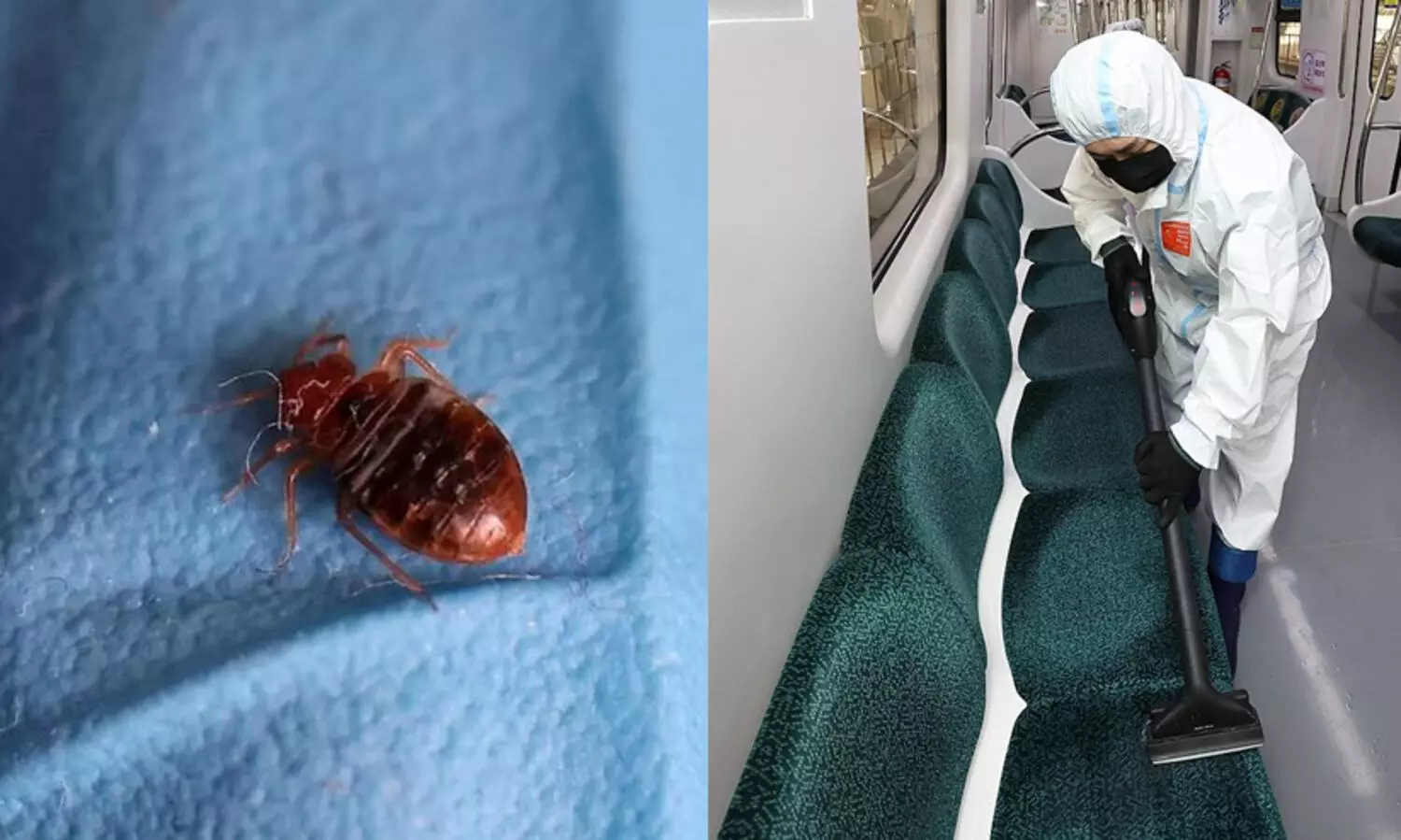bedbug 0989