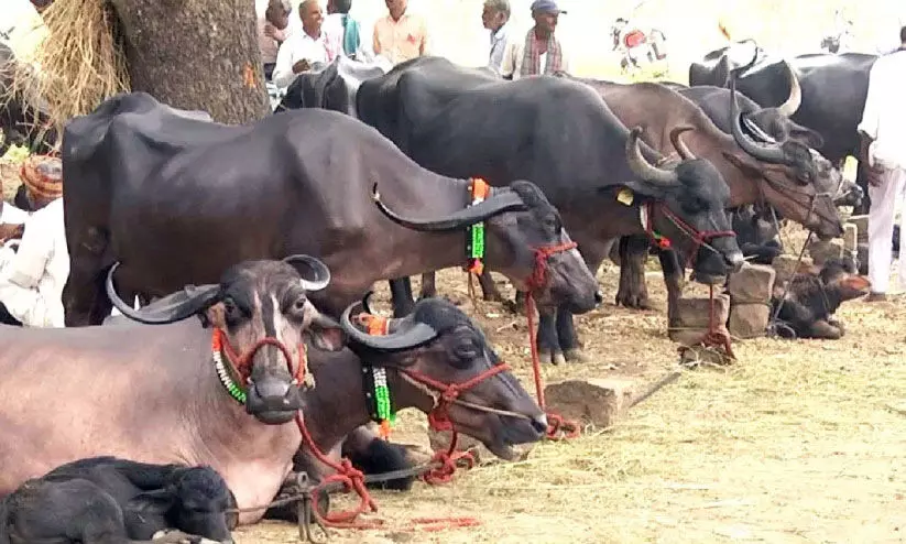 വരൾച്ച, കൃഷി നാശം; കർഷകർ കന്നുകാലികളെ വിറ്റൊഴിവാക്കുന്നു വരൾച്ച, കൃഷി നാശം; കർഷകർ കന്നുകാലികളെ വിറ്റൊഴിവാക്കുന്നു